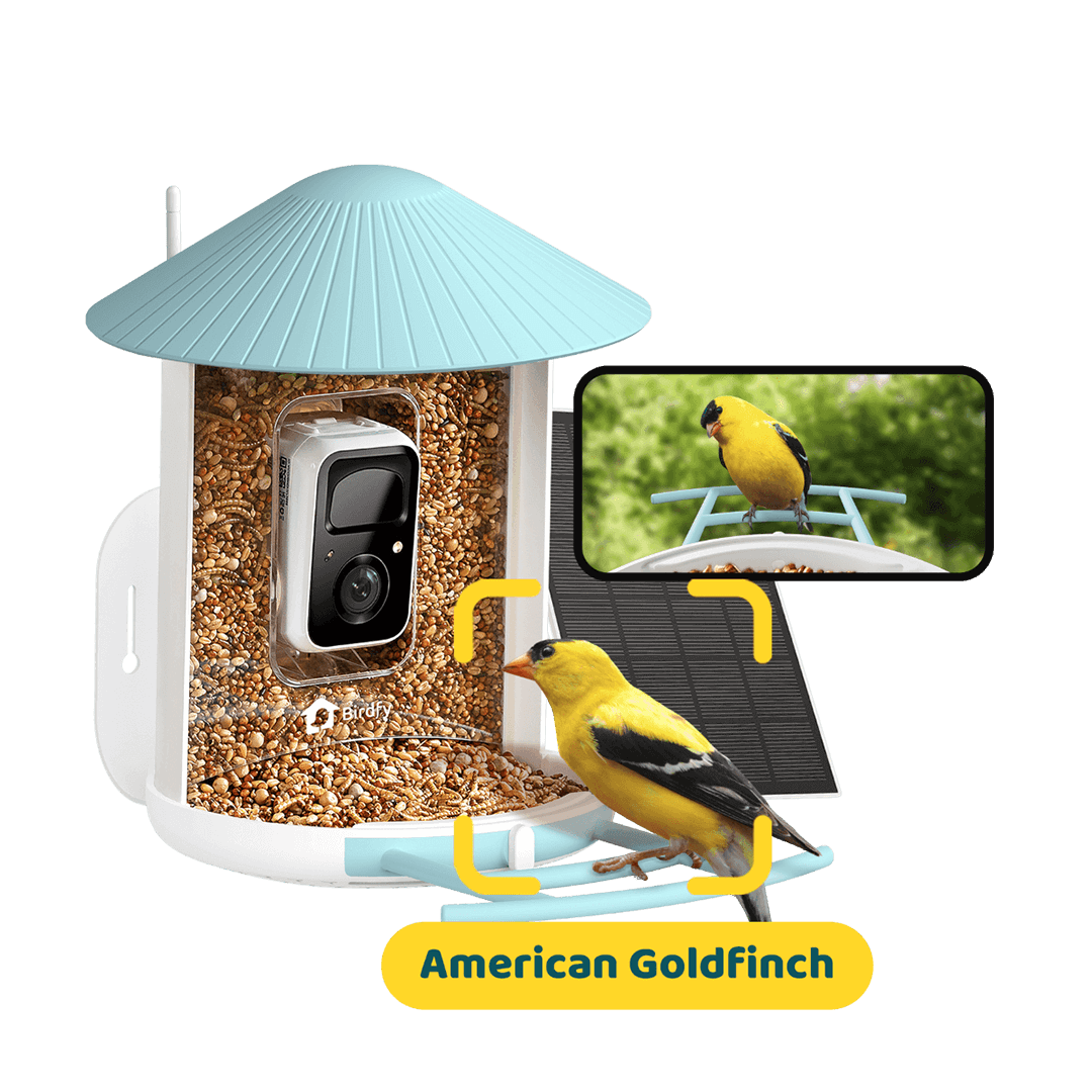 Birdfy Feeder with Solar Panel - Solar Powered Bird Feeder Camera