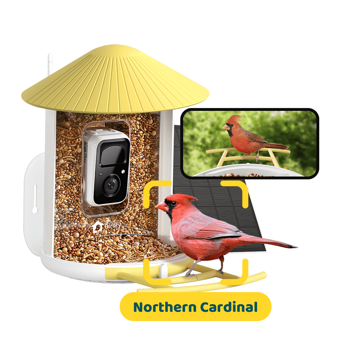 Birdfy Feeder with Solar Panel - Solar Powered Bird Feeder Camera