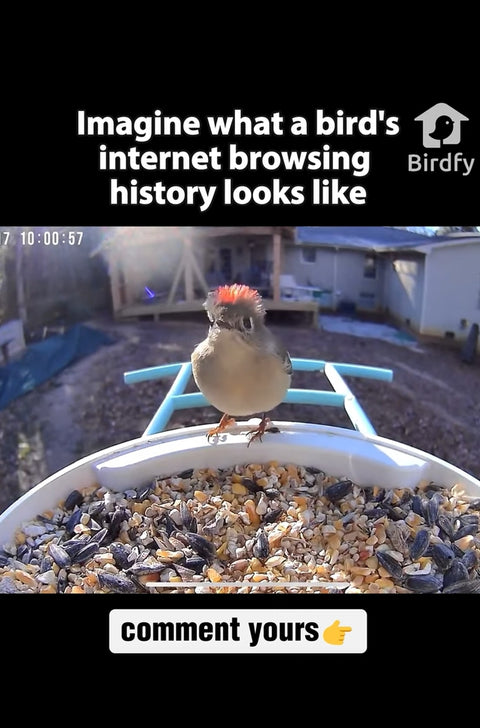 Titmouse