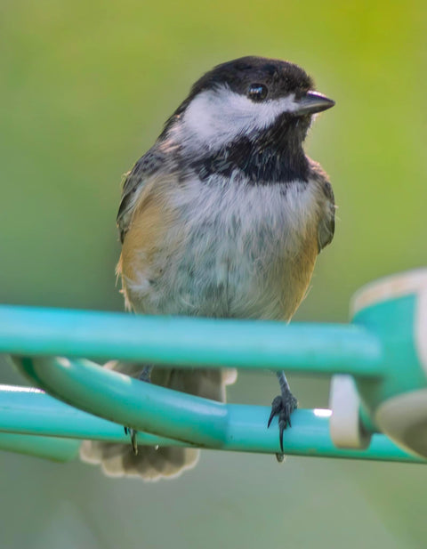 Black-capped chickadee