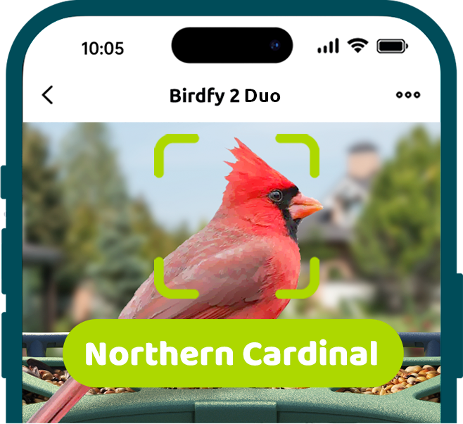 Birdfy_Feeder2_Duo