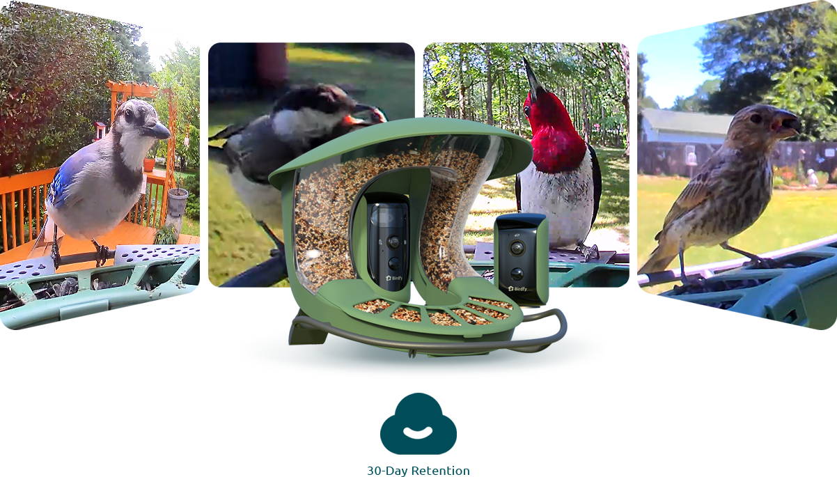 Birdfy_Feeder2_Duo