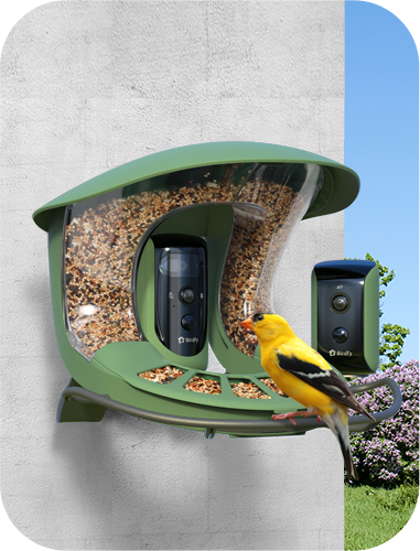 Birdfy_Feeder2_Duo