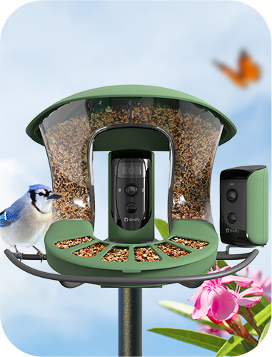 Birdfy_Feeder2_Duo