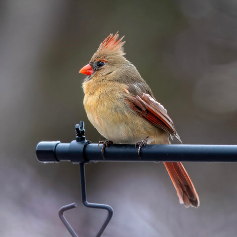 Female Cardinal