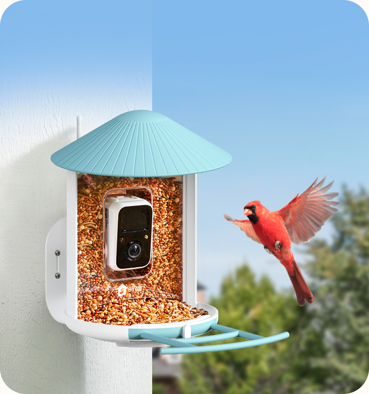 birdfy_feeder