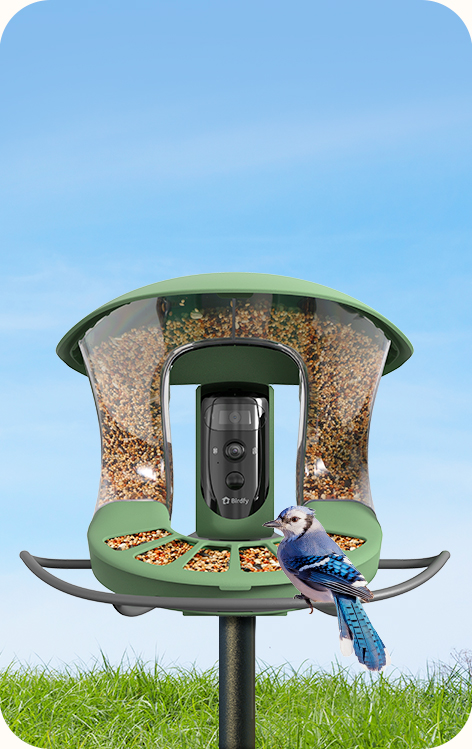 birdfy_feeder