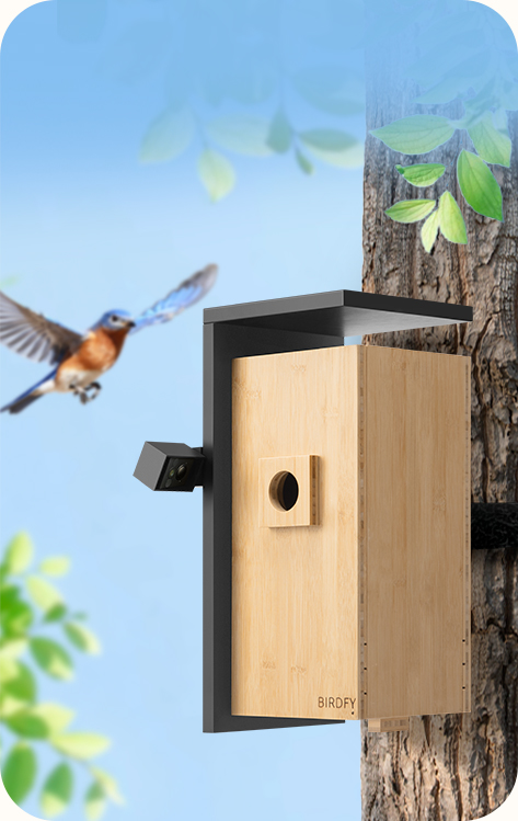 birdfy_feeder