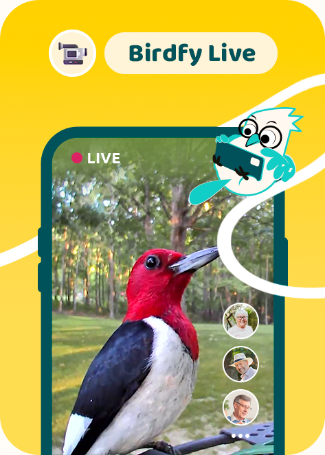 birdfy_live