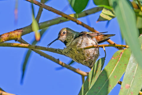 Rufous Hummingbird