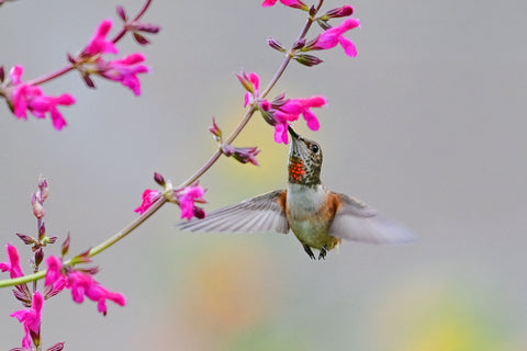 Rufous Hummingbird