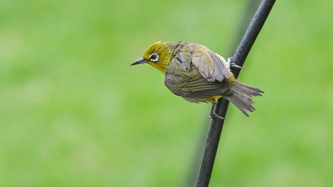 Swinhoe's white-eye