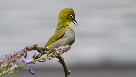 Swinhoe's white-eye