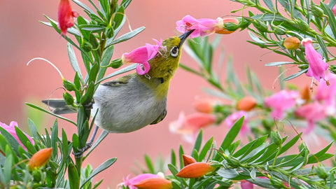 Swinhoe's white-eye