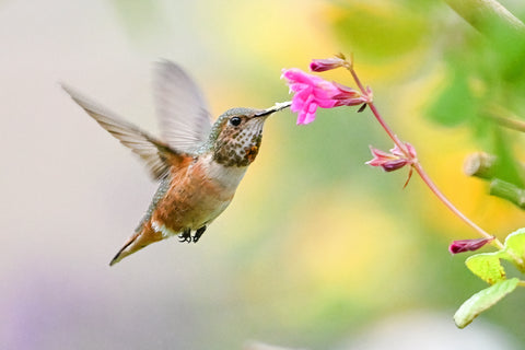 Rufous Hummingbird