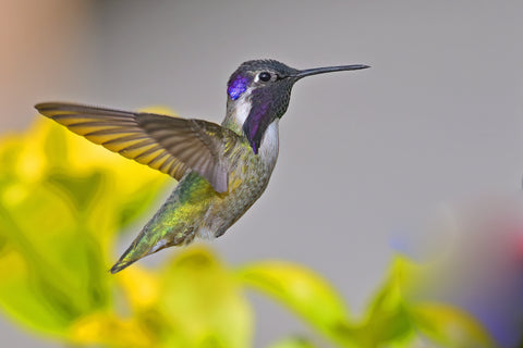 Costa's hummingbird