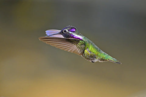 Costa's Hummingbird