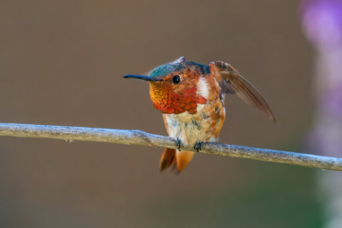 Allen's Hummingbird