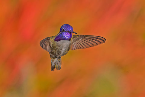 Costa's hummingbird