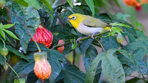 Zosterops palpebrosus