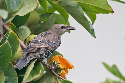 Starling