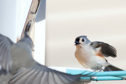 Tufted titmouse