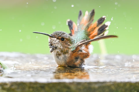 Rufous Hummingbird