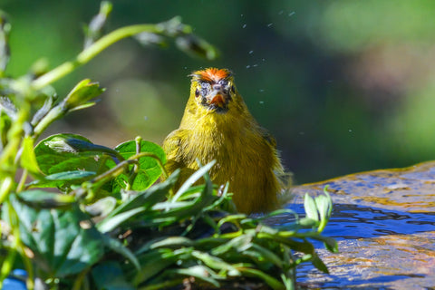 Orange-fronted Yellow-Finch